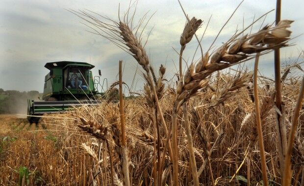 Harvest time